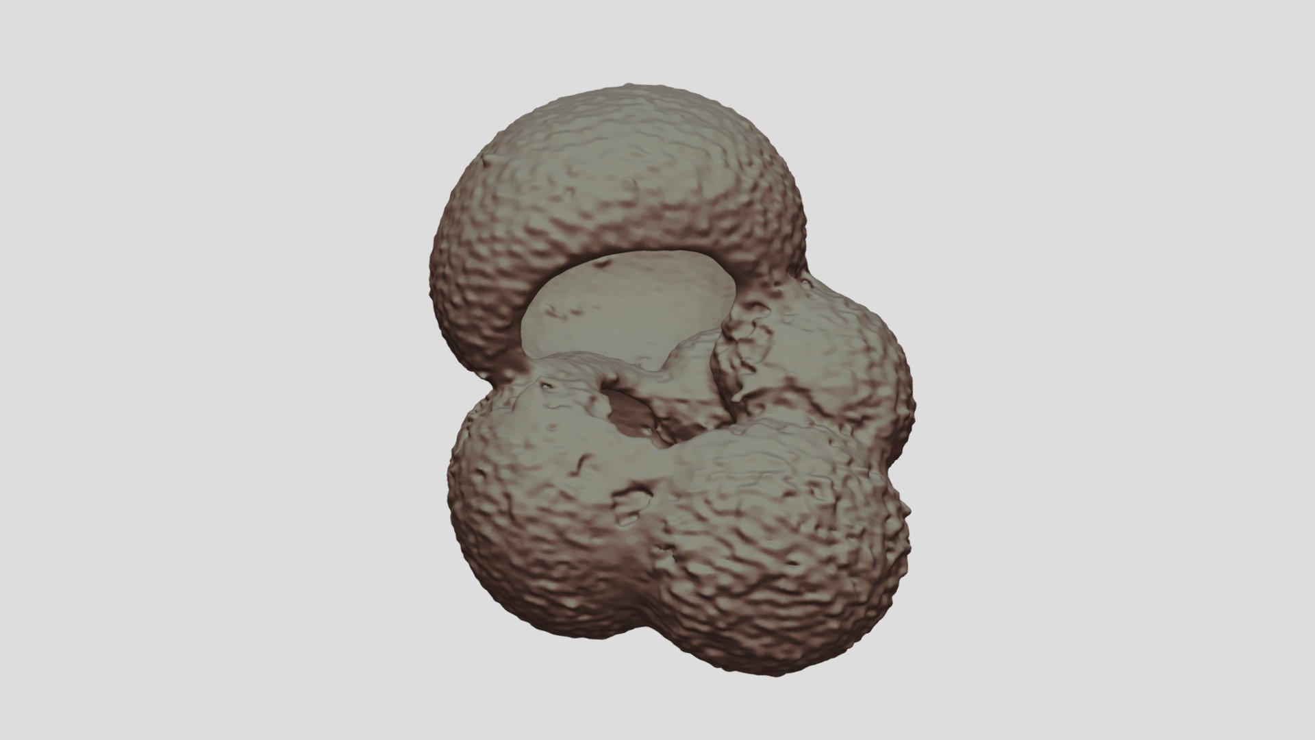 Globigerina bulloides [Geo B8502 825cm Shell-6]