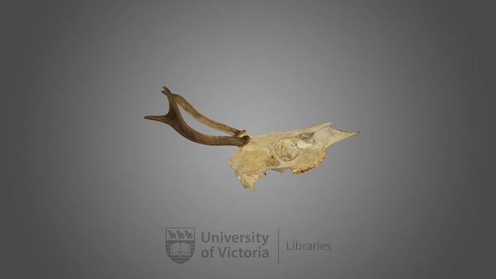 Columbian Black-tailed Deer specimen 01 3D Model