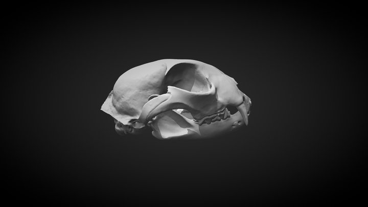 Lynx Skull & Jaw 3D Model