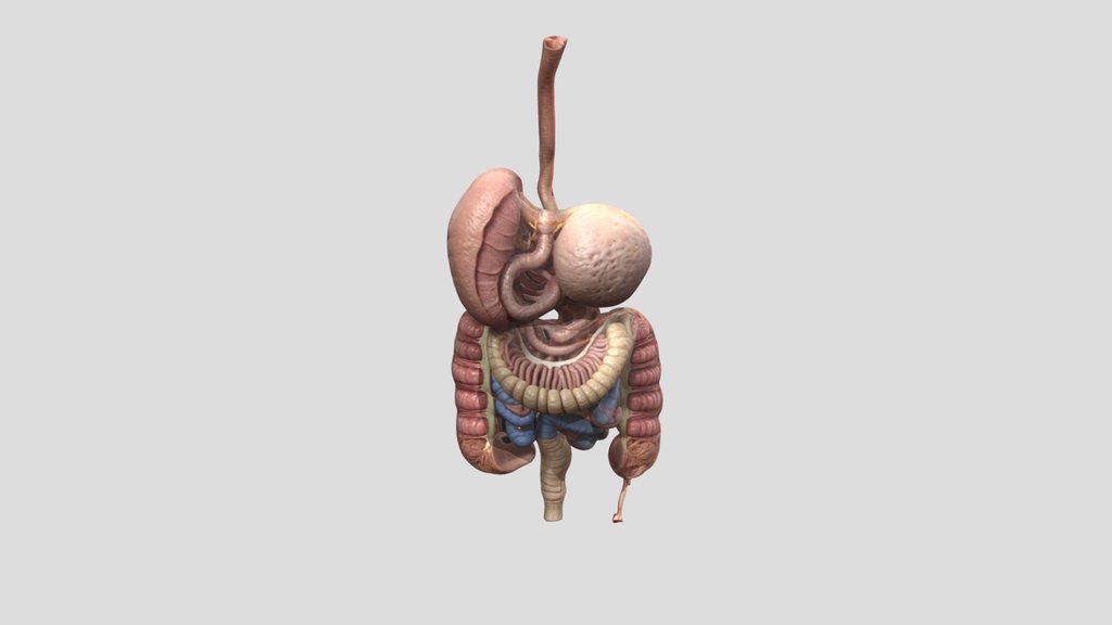 Stylized Digestive System