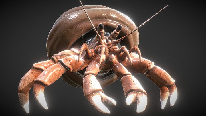 Anemia_hermit_crab 3D Model