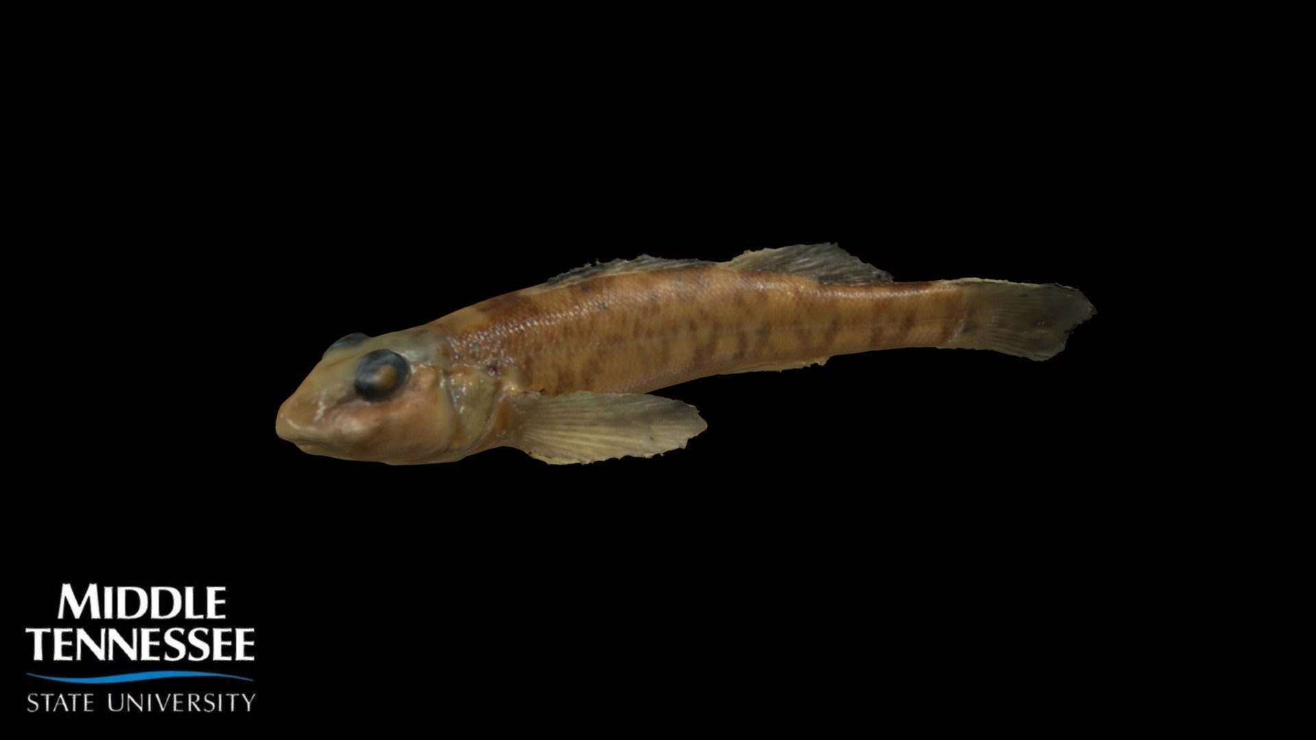 Greenside Darter - Etheostoma blennoides