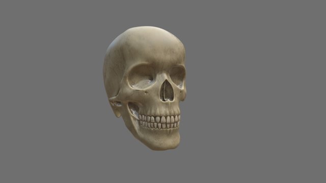 Human skull study 3D Model