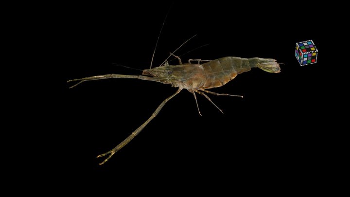 Macrobrachium 3d Models Sketchfab
