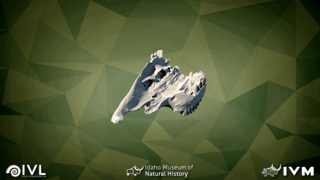 IMNH-71003-26653-Maxilla