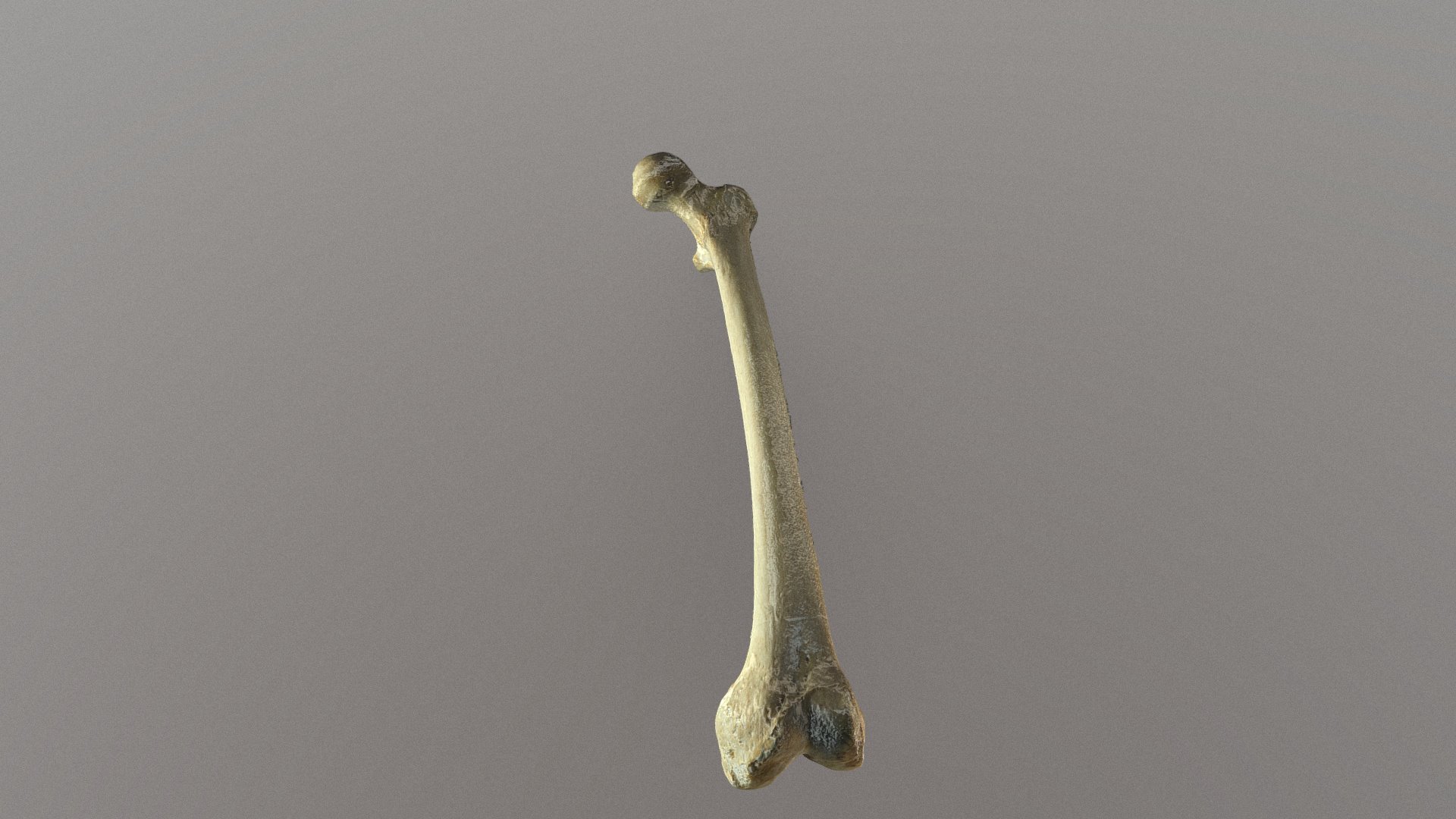 UD3 Femur