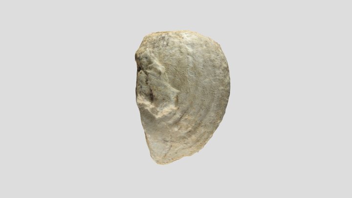 Muestra coleccion PALEONTOLOGICA – Modello 3D gratuito STL