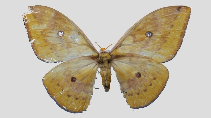 YPM ENT.404180 Emperor moth, Syntherata janetta – Kostenloses 3D-Modell STL