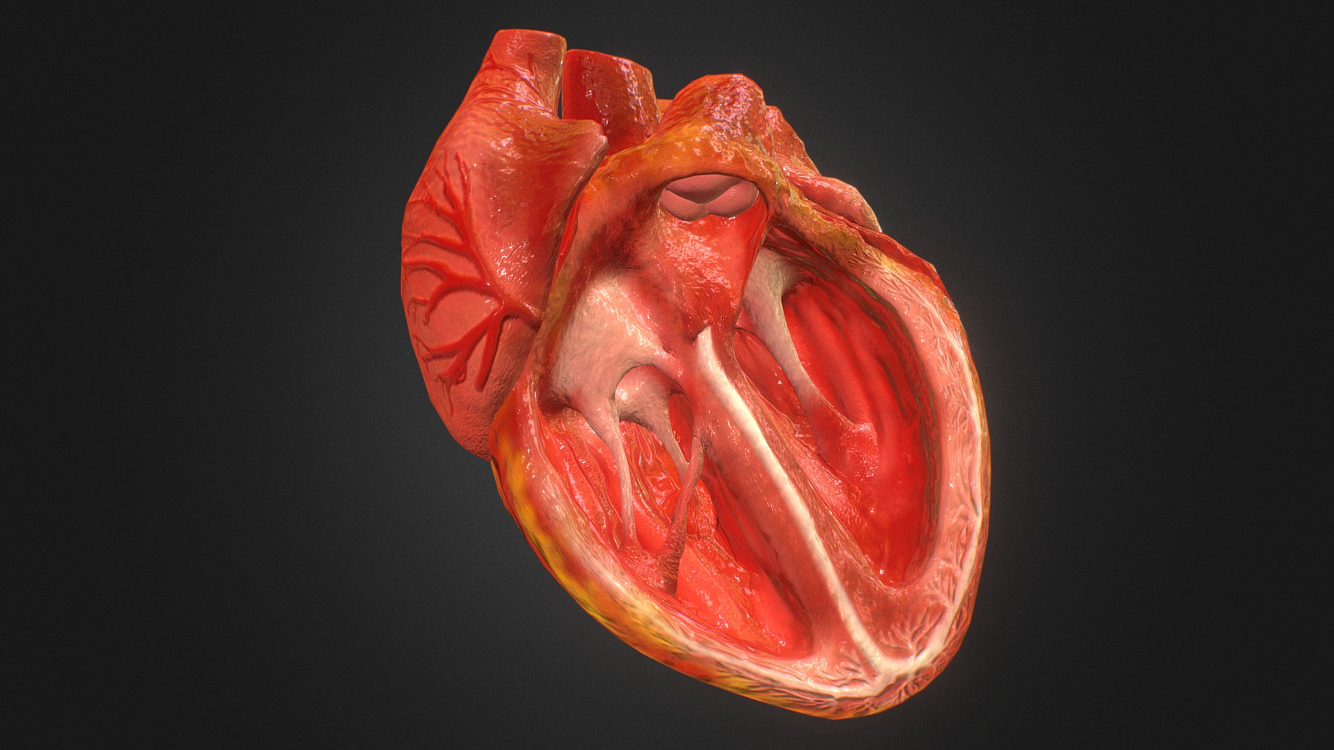 human heart anatomy 3d