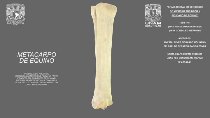 Metacarpo de equino 3D Model