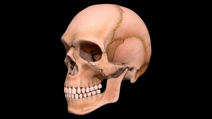 Ancient Skull 3D Model