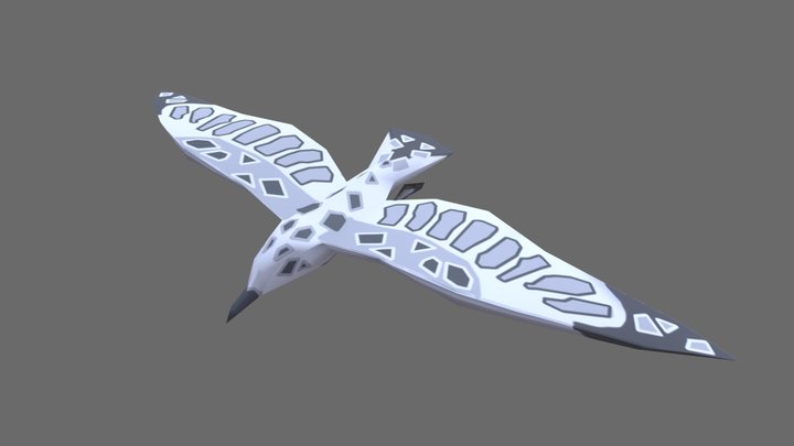 Coastal Gull