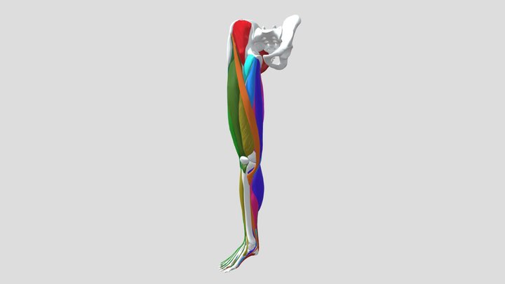 Cuadriceps Multicolor 3D Model