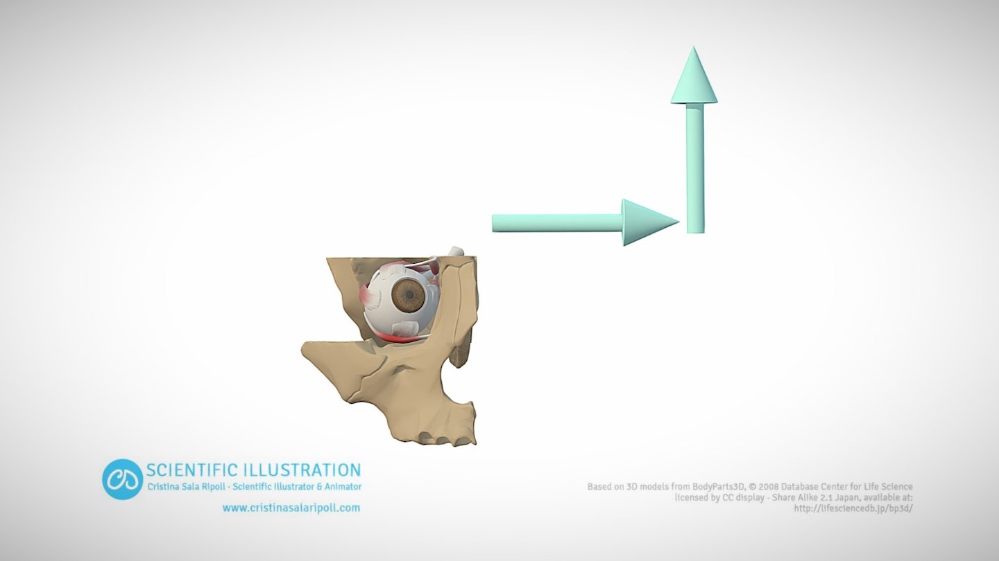 Adduction and Elevation