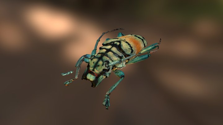 Macro Photogrammetry Test Subject 3D Model