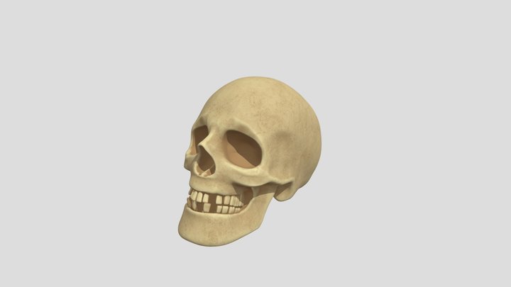 Realistic Skull 3D Model
