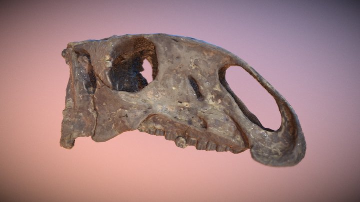 Tenontosaurus tilletti LL. 12275 Skull 3D Model
