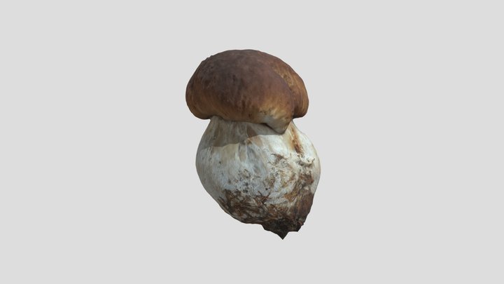 Cep Mushroom - Brown Mushroom 3D Model