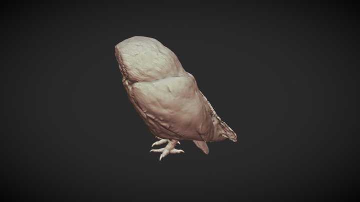 Tawny owl 3D Model