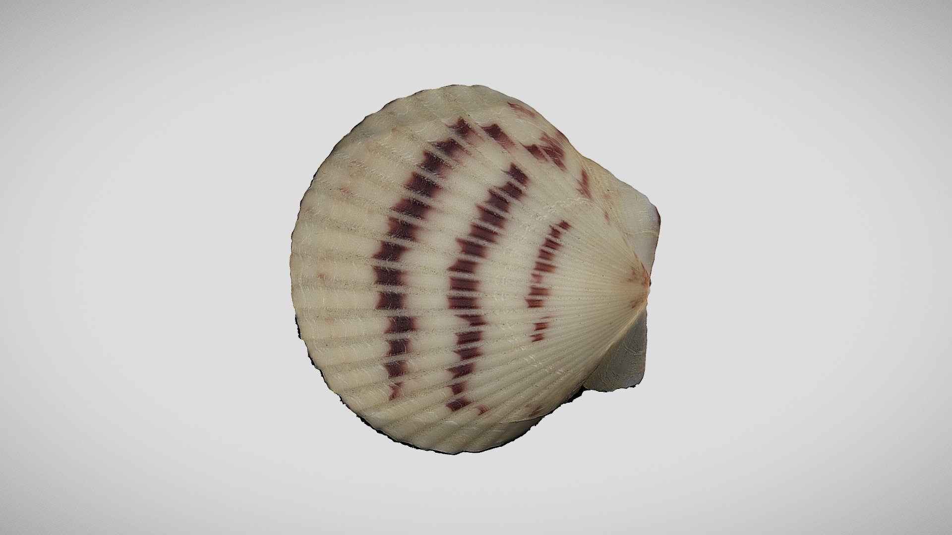 Sea Shell