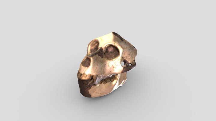 Aegyptopithecus Seuxis 3D Model