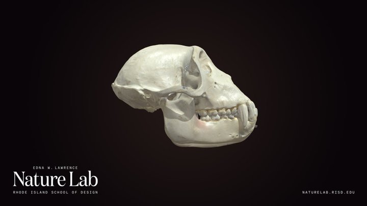 Macaque Skull