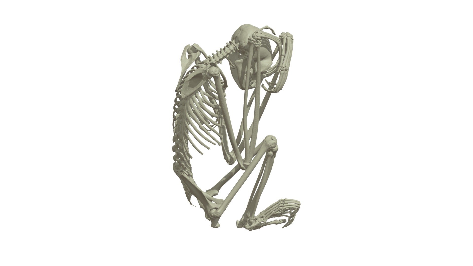 Adult Siamang Skeleton CT Based Model