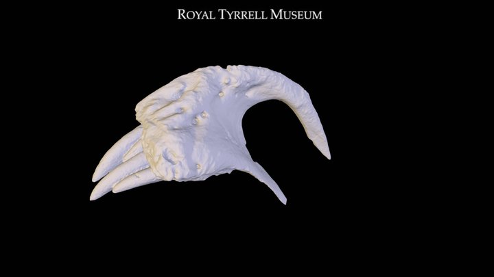 Daspletosaurus Left Pre-Maxilla 3D Model