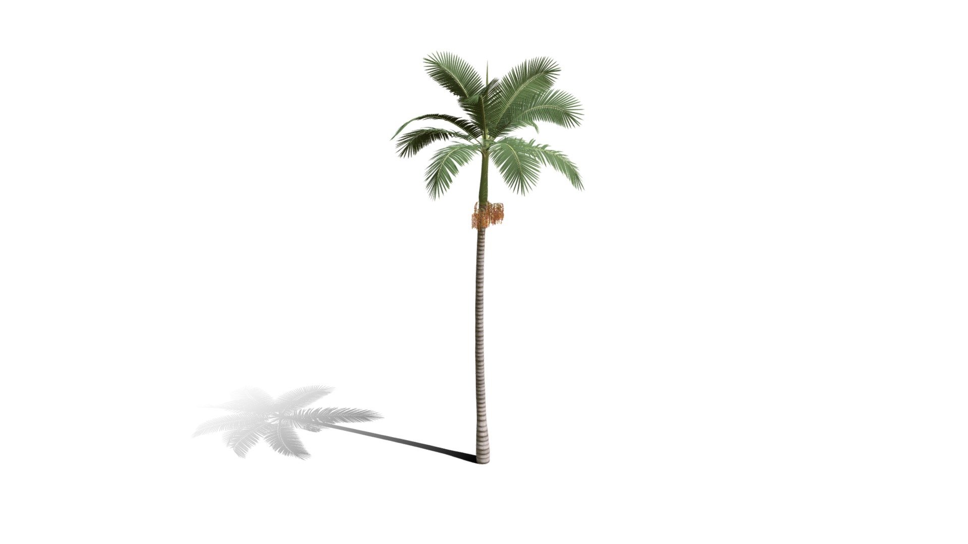 Realistic HD Alexander palm (10/30) — Sketchfab embed 3D viewer