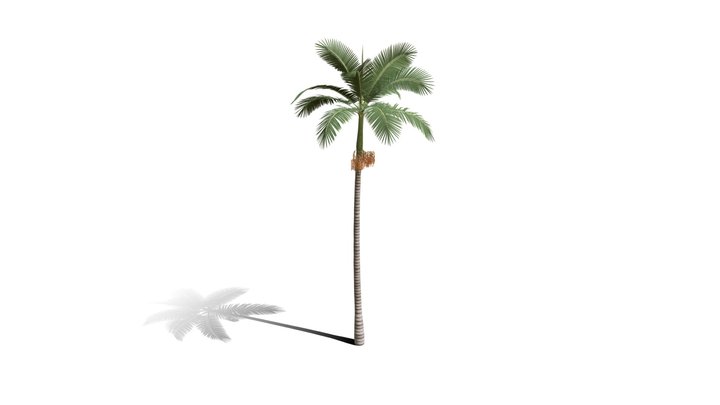 Realistic HD Alexander palm (10/30) 3D Model