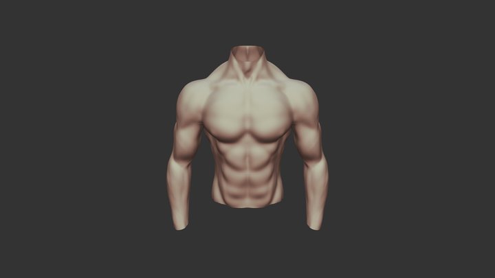 Body Torso 3D Model
