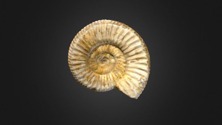 Ammonite (Creality CR-Scan Raptor) 3D Model
