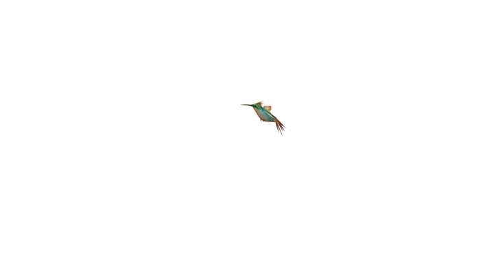 Hummingbird__ Flying023 3D Model