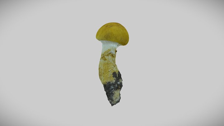 Real mushroom 0067 (Cortinarius triumphans) 3D Model