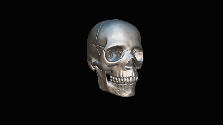 Skull – Kostenloses 3D-Modell STL