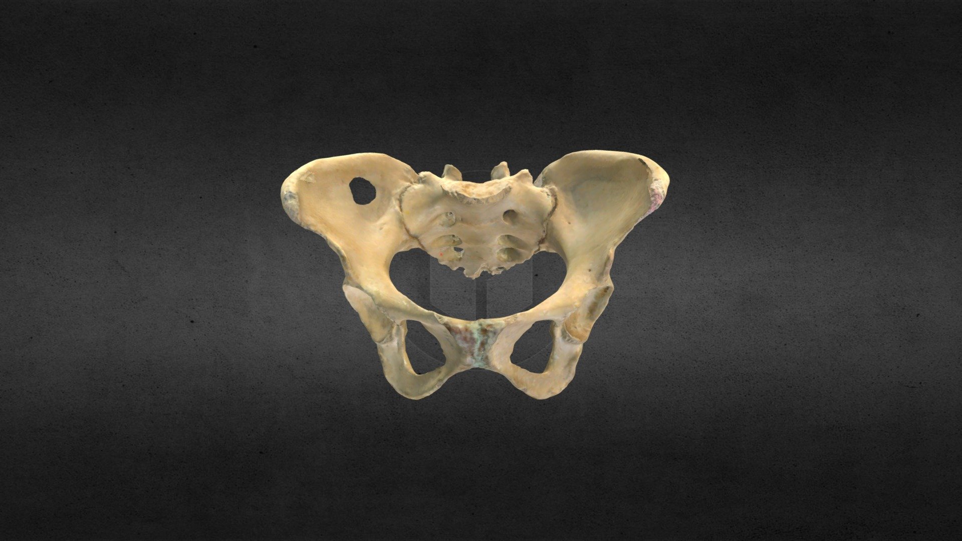 Female Pelvis/Pelvis de Mujer - Buy Royalty Free 3D model by Anatomía