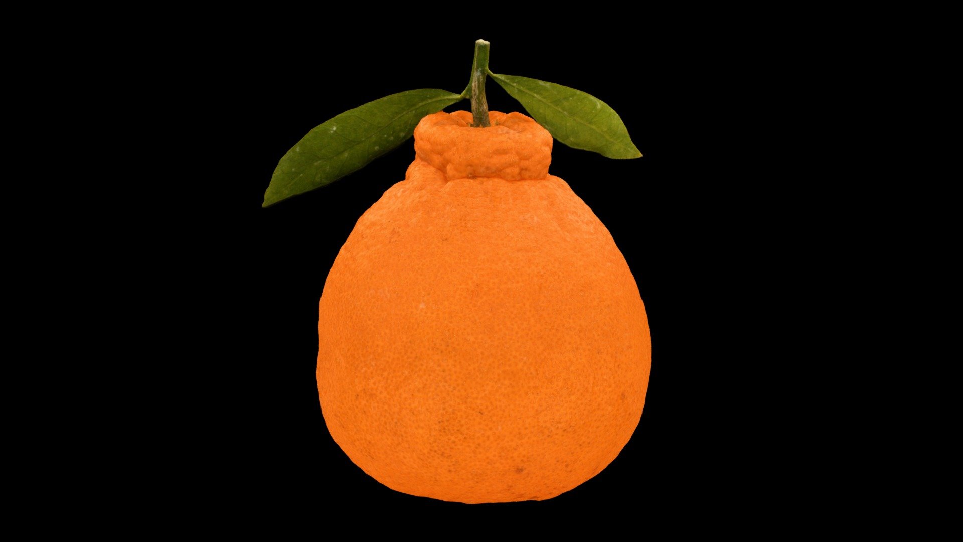 シラヌヒ デコポン Sumo Mandarin