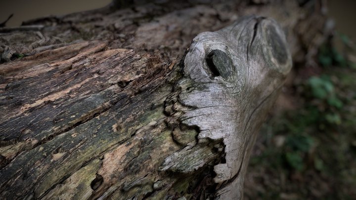 TrunkTree 3D Model