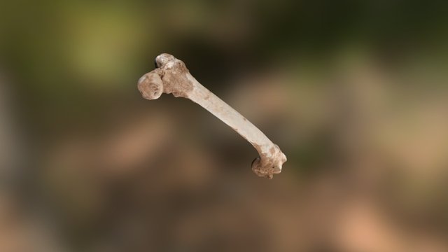 Femur 3D Model