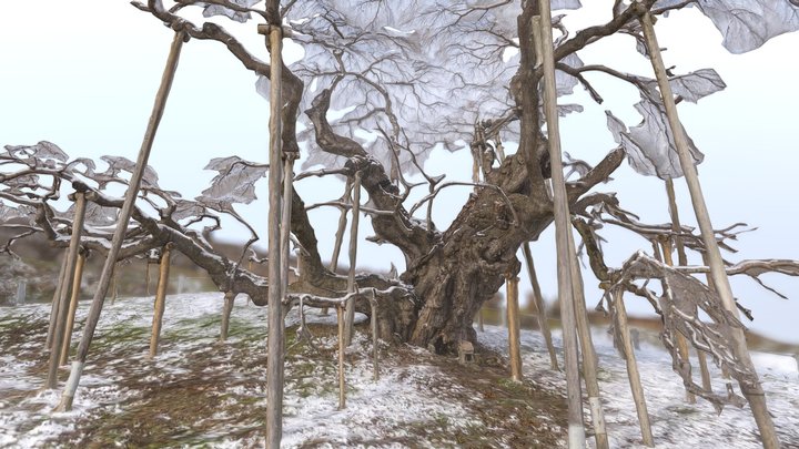 Taki-Sakura,Famous sakura tree(Japan)