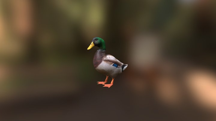 Mallard Duck (Male) 3D Model