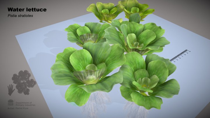 Water Lettuce (Pistia stratiotes) 3D Model