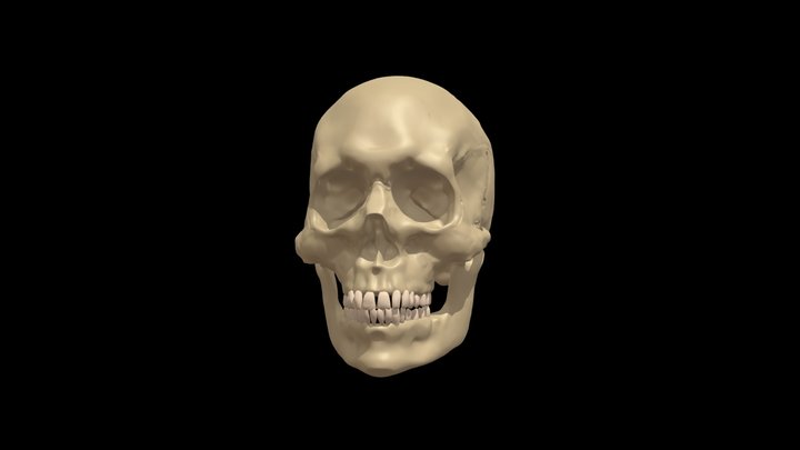skull 3D Model