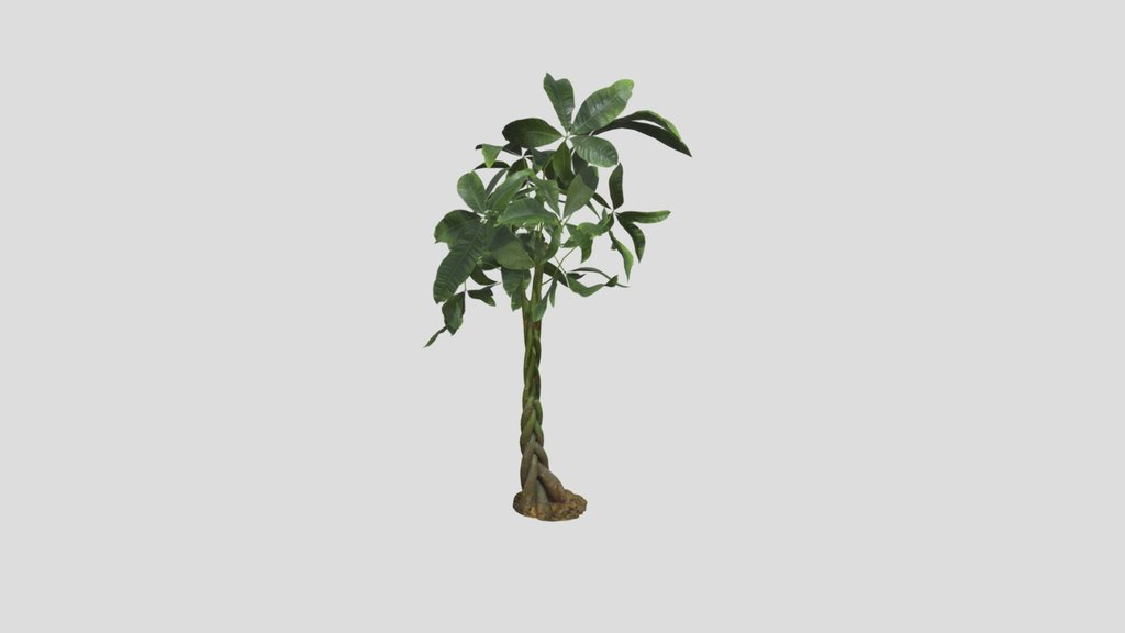 Exotic Plant
