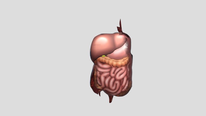 Organ 3D Model