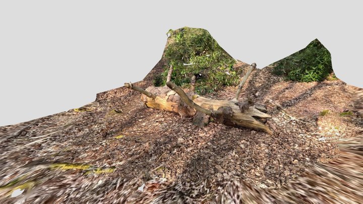 Eccentric tree trunk 3D Model