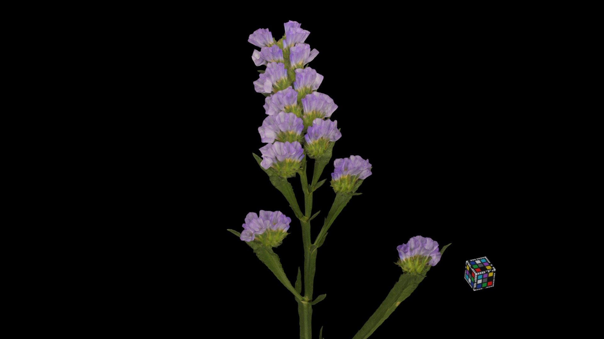 CC0 スターチス Statice, Limonium sinuatum - Download Free 3D model by ffish ...
