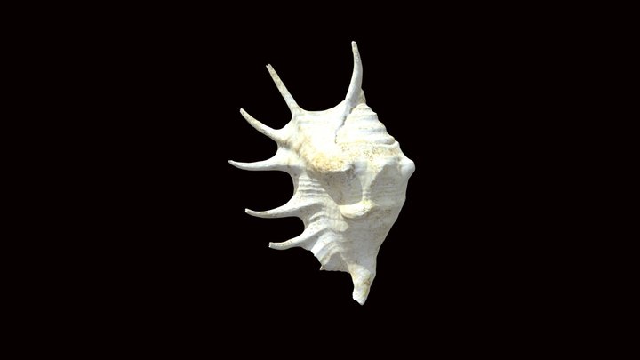 Shell With Spines (VCU_3D_5235)