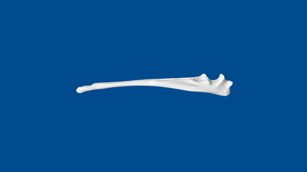3D Dog Bone Project: Ulna