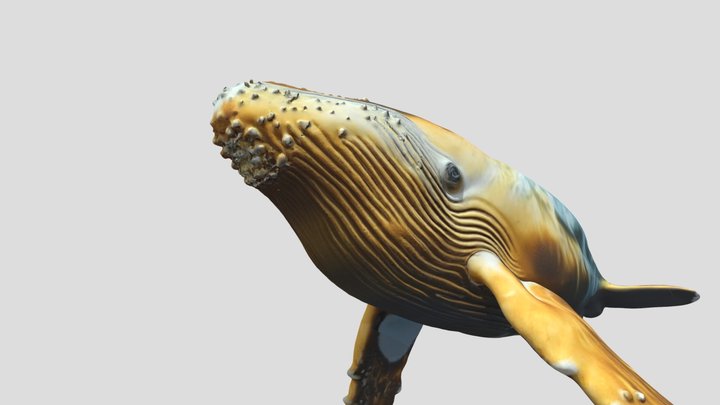 Wallotelo Tralala (Yoshikart Air Company Game) 3D Model